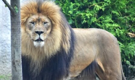 The Akron Zoo Sweepstakes