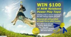 Nylabone Action Shot Photo Contest