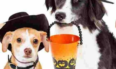 96.5 KOIT Halloween Pet Photo Contest