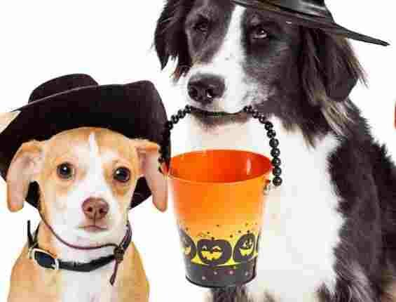 96.5 KOIT Halloween Pet Photo Contest