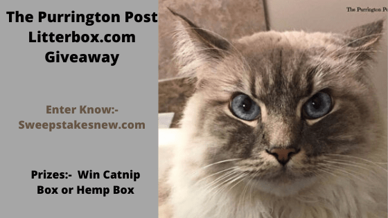 The Purrington Post Litterbox.com Giveaway