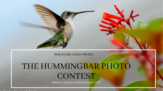 The Hummingbar Photo Contest