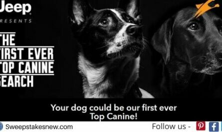 Jeep Brand’s Top Canine Search Contest