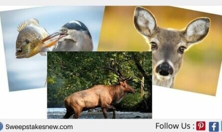 Journal of Wildlife Photography Sweepstakes